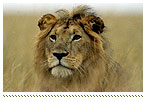 Tourism Africa