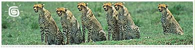 Leopard, Wildlife Tour. Tourism Africa, Worlwide Tourism