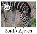 Zebra, Tourism Africa, Worlwide Tourism